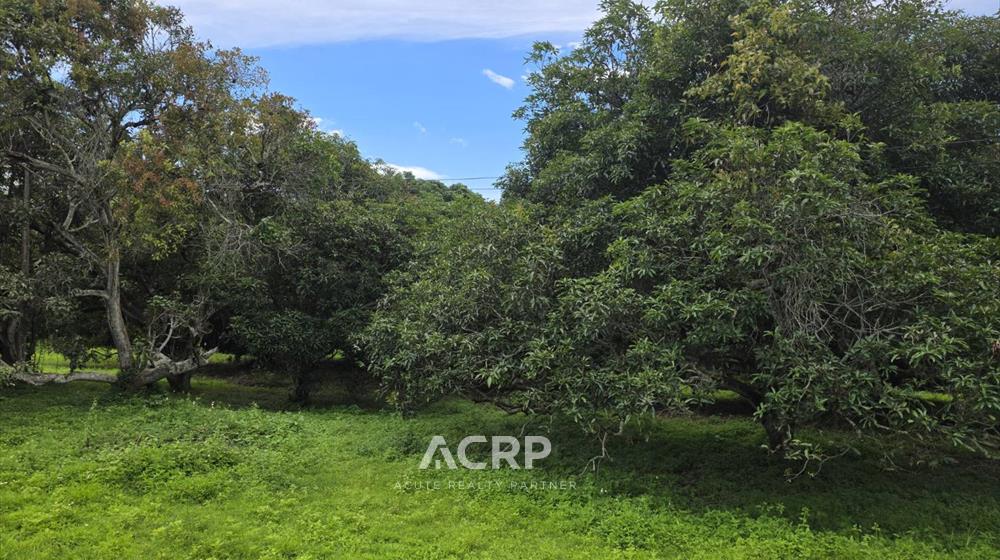 ที่ดิน-เพื่อขาย-L-680819-0001